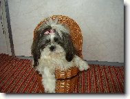 icu, Shih-Tzu