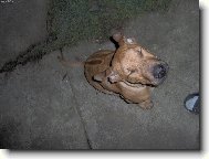 Rhodesian Ridgeback