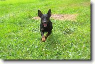 Deutscher Jagdterrier