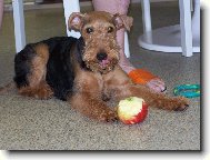 Welsh Terrier