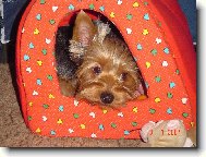 Jorkšírský terier, Yorkshire Terrier,