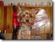 Jorkšírský terier, Yorkshire Terrier,