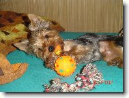 Jorkšírský terier, Yorkshire Terrier,