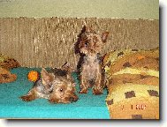 Jorkšírský terier, Yorkshire Terrier,