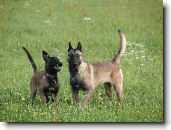Chien de Berger Belge - Malinois