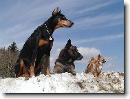 Chien de Berger Belge - Malinois
