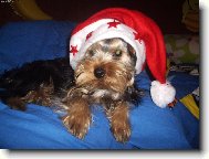 Jorkšírský terier, Yorkshire Terrier,