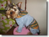 Jorkšírský terier, Yorkshire Terrier,