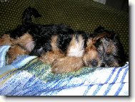 Jorkšírský terier, Yorkshire Terrier,