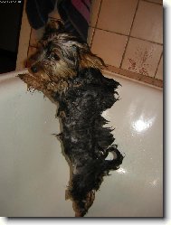 Jorkšírský terier, Yorkshire Terrier,