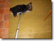 Jorkšírský terier, Yorkshire Terrier,
