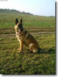 Chien de Berger Belge - Malinois