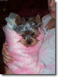 Jorkšírský terier, Yorkshire Terrier,