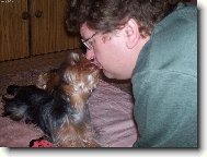 Jorkšírský terier, Yorkshire Terrier,