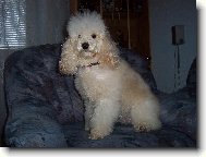 Poodle, Caniche