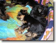 Jorkšírský terier, Yorkshire Terrier,