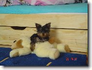 Jorkšírský terier, Yorkshire Terrier,