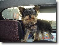 Jorkšírský terier, Yorkshire Terrier,