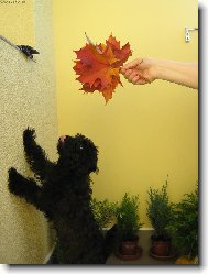 Poodle, Caniche