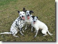 Dalmatinac, Dalmatian