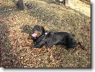 Rottweiler