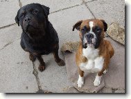 Deutscher Boxer