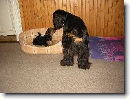 Jorkšírský terier, Yorkshire Terrier,