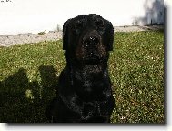 Rottweiler