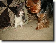 Jorkšírský terier, Yorkshire Terrier,