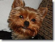 Jorkšírský terier, Yorkshire Terrier,