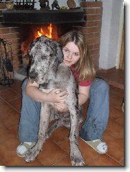 Deutsche Dogge