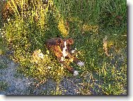 Deutscher Boxer
