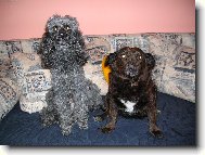 Poodle, Caniche