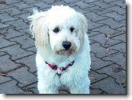 Poodle, Caniche