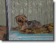 Jorkšírský terier, Yorkshire Terrier,