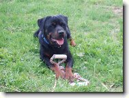 Rottweiler