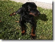 Rottweiler