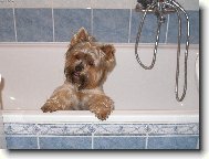 Jorkšírský terier, Yorkshire Terrier,