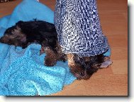 Jorkšírský terier, Yorkshire Terrier,