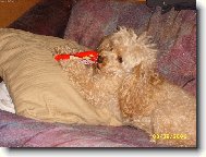 Poodle, Caniche