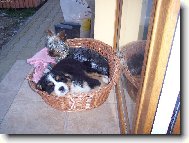Berner Sennenhund