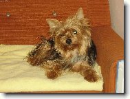 Jorkšírský terier, Yorkshire Terrier,