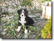 Berner Sennenhund