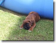 Deutscher Boxer
