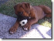 Deutscher Boxer