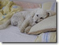 Bichon á poil frisé, Bichon Frise