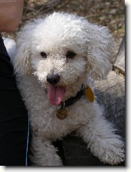 Bichon á poil frisé, Bichon Frise