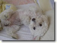 Bichon á poil frisé, Bichon Frise