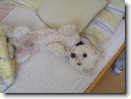 Bichon á poil frisé, Bichon Frise