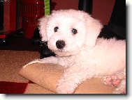Bichon á poil frisé, Bichon Frise
